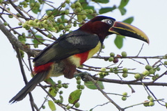 Pteroglossus castanotis