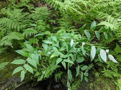 Streptopus amplexifolius