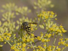 Vespula pensylvanica