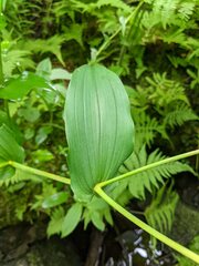 Streptopus amplexifolius