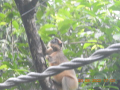 Semnopithecus hypoleucos