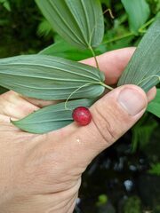 Streptopus amplexifolius