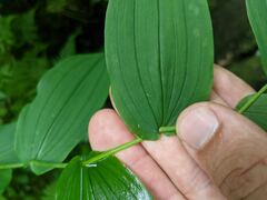 Streptopus amplexifolius