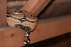 Boa constrictor constrictor