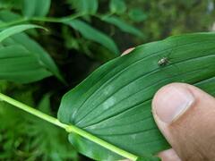 Streptopus amplexifolius