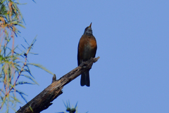 Turdus rufopalliatus