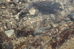 Favonigobius exquisitus