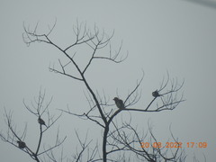 Psilopogon zeylanicus