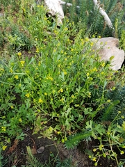 Ranunculus sceleratus