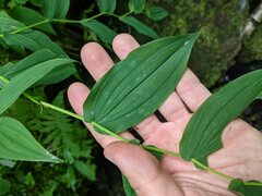 Streptopus amplexifolius