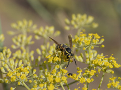 Vespula pensylvanica