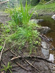 Juncus filiformis