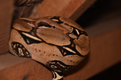 Boa constrictor constrictor