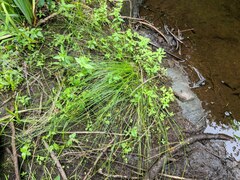 Juncus filiformis