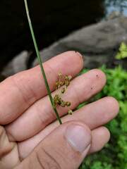 Juncus filiformis