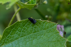 Tenthredinoidea