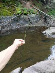 Juncus filiformis