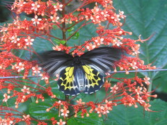 Troides minos
