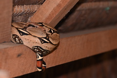 Boa constrictor constrictor