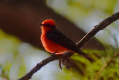 Pyrocephalus rubinus