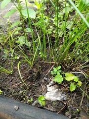 Juncus filiformis