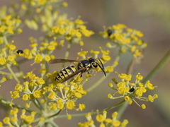 Vespula pensylvanica