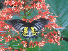 Troides minos