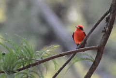 Pyrocephalus rubinus