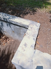Plantae