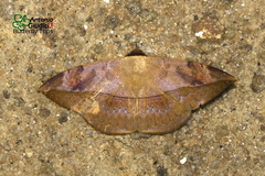Hypopyra pudens