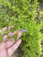 Trichostema dichotomum