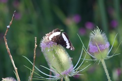 Limenitis weidemeyerii