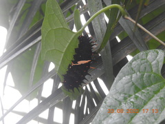 Troides minos