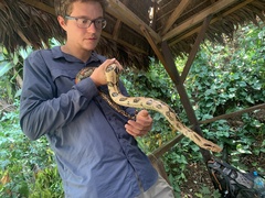 Boa constrictor constrictor