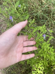 Trichostema dichotomum