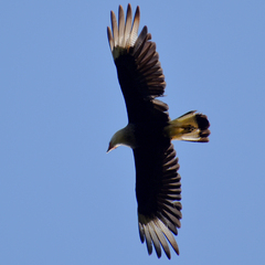 Caracara plancus