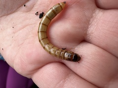 Tenebrio molitor