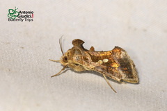 Chrysodeixis eriosoma