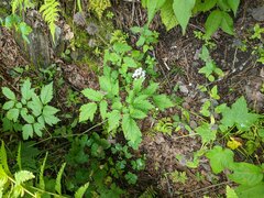 Actaea rubra neglecta
