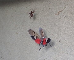 Lycorma delicatula