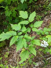 Actaea rubra neglecta