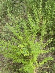 Trichostema dichotomum