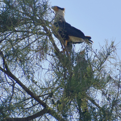 Caracara plancus