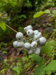 Actaea rubra neglecta