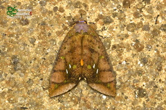 Eudocima discrepans