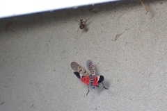 Lycorma delicatula