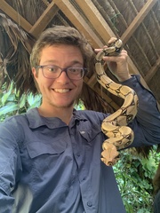 Boa constrictor constrictor