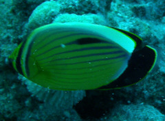 Chaetodon austriacus