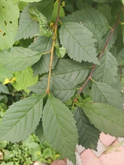 Prunus