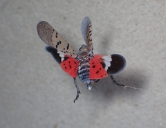 Lycorma delicatula
